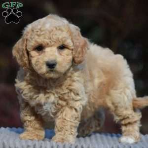 Larry, Bich-Poo Puppy